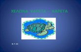Χελώνα Καρέτα Καρέτα - Τμήμα Ε3