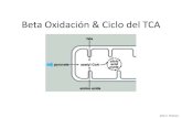 Beta oxidación&ctca