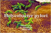 Helycobacter pylori