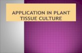 Applications in plant tissue culture