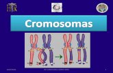 El cromosoma.  DR. RAUL JUAREZ.