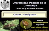Orden Hemiptera