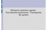 03- Difusion, circulacion y transporte de gases