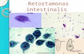 Retortamonas Intestinalis