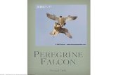Peregrine Falcon Book