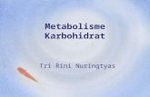 4.1 metabolisme kh (ok)