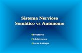 Diferencias entre somático y autónomo