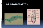 Los protozoarios