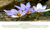 Ενδημικά και σπάνια φυτά της Κύπρου - Επιστήμη Δ' τάξης