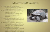 μεσογειακή χελώνα