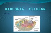 Biologia  celular