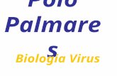 Polo palmares virus completo