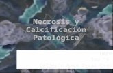 Necrosis y calcificación patológica