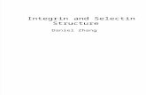 Integrin and Selectin Structure