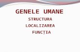 Gene Umane