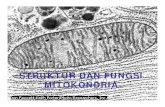 Struktur Dan Fungsi Mitokondria 120412090451 Phpapp01
