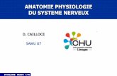 Anat Physiologie Du Systeme Nerveux 2011
