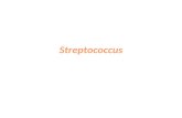 Streptococcus y algunas enfermedades relacionadas