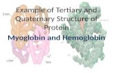 Example of Tertiary and Quaternary Structure of Protein Myoglobin and Hemoglobin.