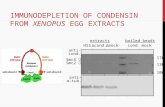 IMMUNODEPLETION OF CONDENSIN FROM XENOPUS EGG EXTRACTS HSSΔcond.Δmockmock boiled beadsextracts cond. anti- cond. anti- α-tub. - 170 - 130 - 100 Smc2