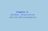 Chapter 5: Aerobic Respiration and the Mitochondrion.