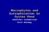 Macrophytes and Eutrophication in Oyster Pond Jennifer Culbertson Erin Kinney.