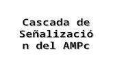 Cascada de Señalización del AMPc. GLUCAGON/ ADRENALINA.