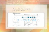 1 Genetics and Biosynthesis of Human Hemoglobin The ±-like globin genes The ²-like genes
