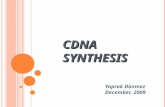 C DNA SYNTHESIS Yaprak Dönmez December, 2009. 1.2% agarose, 70 V, 90 min RNA Ladder W3 G2 F2 4 EN/DA F/ITTH3 EC2 B/A 1 Y RNA Ladder.