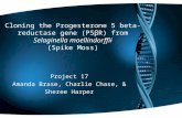 Cloning the Progesterone 5 beta- reductase gene (P5βR) from Selaginella moellindorffii (Spike Moss) Project 17 Amanda Brase, Charlie Chase, & Sheree Harper.