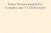 Major Histocompatibility Complex and T Cell Receptor.