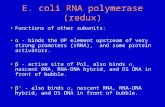 E. coli RNA polymerase (redux) Functions of other subunits: α - binds the UP element upstream of very strong promoters (rRNA), and some protein activators.