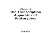 Chapter 6 The Transcription Apparatus of Prokaryotes.