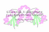 Glycerol 3-phosphate Cytidylyltransferase Ashley Mericle.