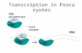 RNA polymerase σ α 2 ββ’ Core enzyme σ promoter DNA α 2 ββ’ Transcription in Procaryotes