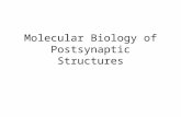 Molecular Biology of Postsynaptic Structures. Biochemical Fractionation of the PSD Structure â€“ Plasma Membrane Proteins Protein AMPA mGlutR Neuroligin