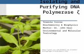 Isolating and Purifying DNA Polymerase ¶ Yesenia Correa Biochemistry & Biophysics Mentor: Dr. John Hays Environmental and Molecular Toxicology