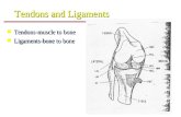 Tendons and Ligaments n Tendons-muscle to bone n Ligaments-bone to bone.