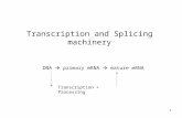 1 Transcription and Splicing machinery DNA ïƒ  primary mRNA ïƒ  mature mRNA Transcription + Processing