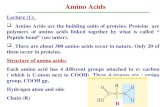 Amino Acids Lecture (1):  Amino Acids are the building units of proteins. Proteins are polymers of amino acids linked together by what is called “ Peptide