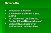 Brucella  Six species of Brucella  B.melitensis, B.abortus, B.suis, B.canis  Sir David Bruce [brucellosis], Bernhard Bang [Bang's disease]  Undulant.
