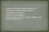 A. Amino Acid and Protein Structure B. Formation of Aminoacyl tRNAs C. Ribosome structure D. Stages of Translation E. Relationship between DNA, mRNA, and