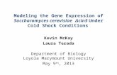 Modeling the Gene Expression of Saccharomyces cerevisiae Δcin5 Under Cold Shock Conditions Kevin McKay Laura Terada Department of Biology Loyola Marymount.