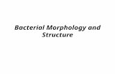 Bacterial Morphology and Structure. Bacterial cells Morphology Cocci: sphere, 1¼m Bacilli: rods, 0.5-1 ¼m in width -3 ¼m in length Spiral bacteria: 1~3