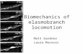 Biomechanics of elasmobranch locomotion Matt Gardner Laura Macesic.