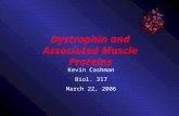 Dystrophin and Associated Muscle Proteins Kevin Cashman Biol. 317 March 22, 2006.