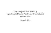 Exploring the role of TGF-β signaling in Mouse Papillomavirus induced pathogenesis Max Golden.