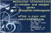 PCR assay of the molecular alternations at cinnabar and vestigial genes of Drosophila melanogaster after γ-rays and neutron action Aleksievich Olga Sheresh.