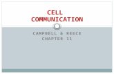 CAMPBELL & REECE CHAPTER 11 CELL COMMUNICATION. Cell Messaging some universal mechanisms of cellular regulation cells most often communicate with other.