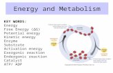 Energy and Metabolism KEY WORDS: Energy Free Energy (ΔG) Potential energy Kinetic energy Enzyme Substrate Activation energy Exergonic reaction Endergonic.